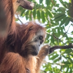 studi-terbaru:-orangutan-tapanuli-digempur-banyak-ancaman-sekaligus,-populasinya-terus-berkurang