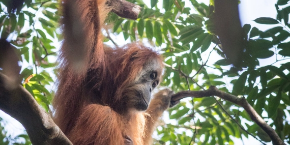 studi-terbaru:-orangutan-tapanuli-digempur-banyak-ancaman-sekaligus,-populasinya-terus-berkurang