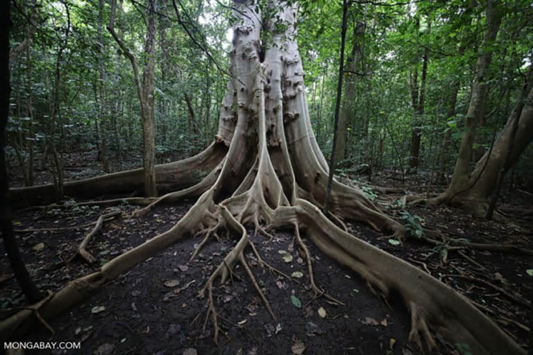 resak-brebes,-pohon-langka-yang-hanya-ada-di-jawa