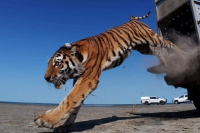 umit-dan-peta-global-harimau-di-asia-tengah