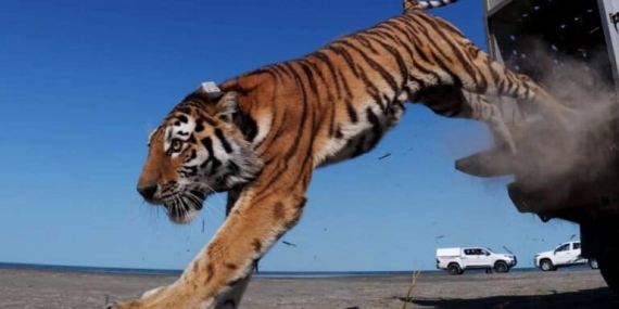 umit-dan-peta-global-harimau-di-asia-tengah