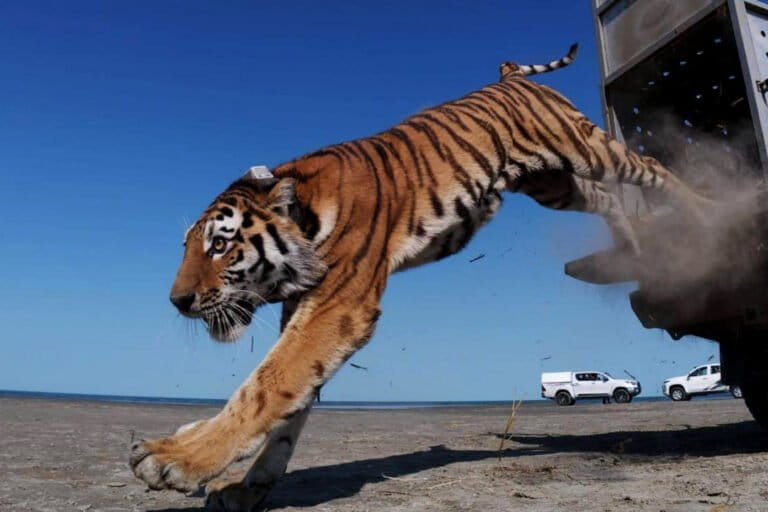 umit-dan-peta-global-harimau-di-asia-tengah