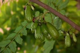 belimbing-wuluh,-salah-satu-buah-paling-asam-di-dunia-yang-menyimpan-risiko-kesehatan-tersembunyi