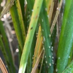 hama-wereng-ancam-produksi-padi,-brin-dorong-petani-terapkan-cara-ini