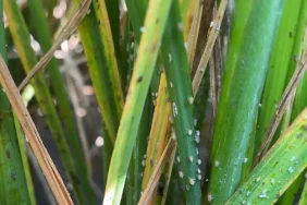 hama-wereng-ancam-produksi-padi,-brin-dorong-petani-terapkan-cara-ini