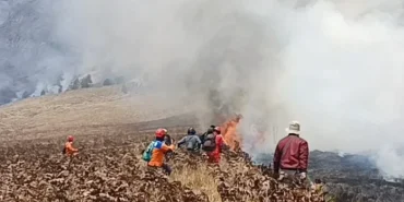 karhutla-di-bromo-makin-meluas,-satwa-liar-kehilangan-habitat