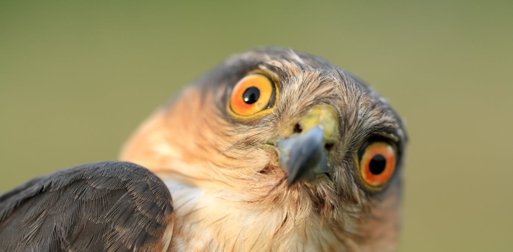 masturbasi-pada-burung-itu-sangat-wajar
