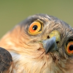 masturbasi-pada-burung-itu-sangat-wajar
