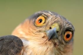 masturbasi-pada-burung-itu-sangat-wajar