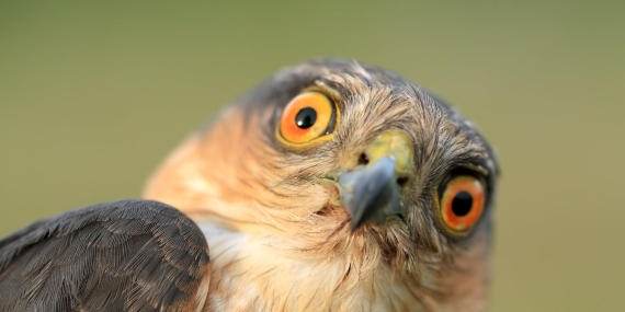 masturbasi-pada-burung-itu-sangat-wajar