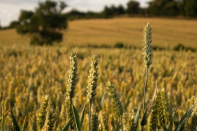 fields,-greenhouses-or-vertical-farms:-what-is-the
best-way-to-grow-food-in-a-changing-climate?
