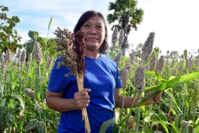 sorgum,-pangan-lokal-potensial-yang-bisa-diolah-jadi-mie-dan-roti-kaya-serat