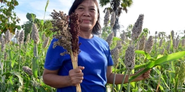 sorgum,-pangan-lokal-potensial-yang-bisa-diolah-jadi-mie-dan-roti-kaya-serat