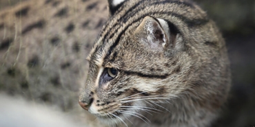 kucing-bakau,-penghuni-misterius-hutan-mangrove