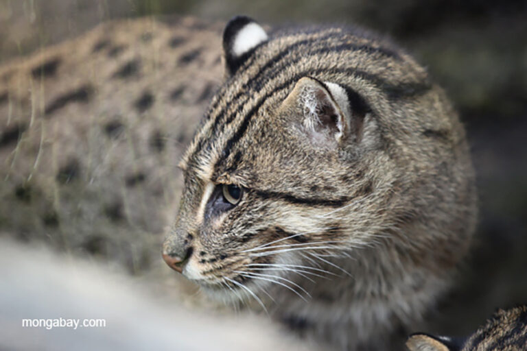 kucing-bakau,-penghuni-misterius-hutan-mangrove