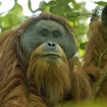 populasi-orang-utan-sumatra-turun-hampir-20-persen,-prioritas-konservasi-yang-mendesak