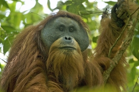 populasi-orang-utan-sumatra-turun-hampir-20-persen,-prioritas-konservasi-yang-mendesak