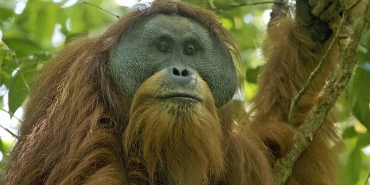 populasi-orang-utan-sumatra-turun-hampir-20-persen,-prioritas-konservasi-yang-mendesak