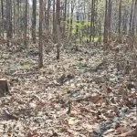 puluhan-pohon-jati-di-hutan-bojonegoro-hilang,-diduga-pembalakan-liar