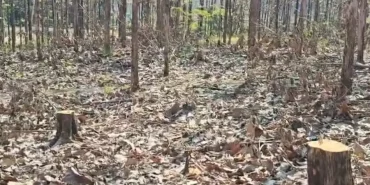 puluhan-pohon-jati-di-hutan-bojonegoro-hilang,-diduga-pembalakan-liar