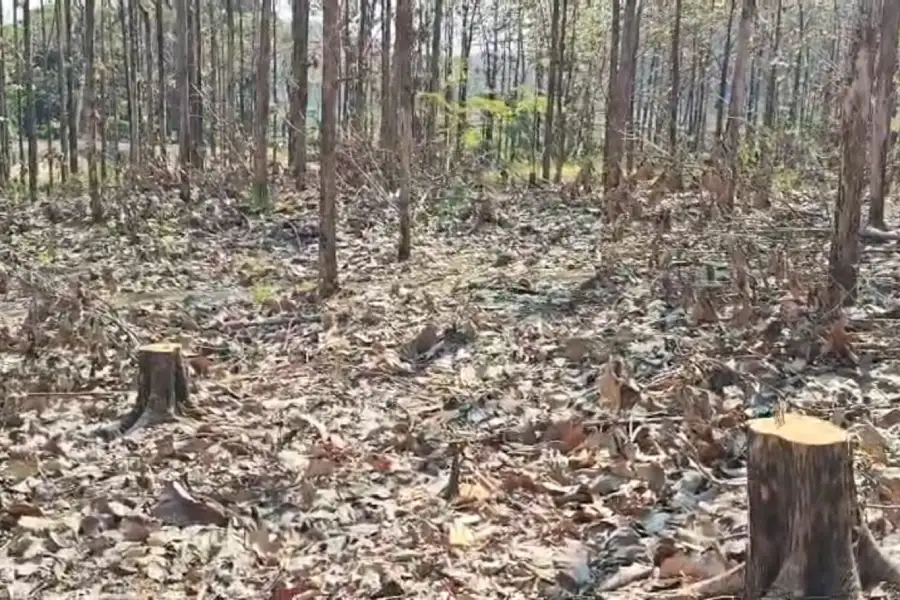 puluhan-pohon-jati-di-hutan-bojonegoro-hilang,-diduga-pembalakan-liar