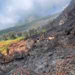 ketika-kebakaran-landa-taman-nasional-gunung-gede-pangrango