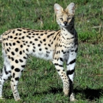mengapa-‘motif’-kucing-ada-yang-bergaris-dan-berbintik?