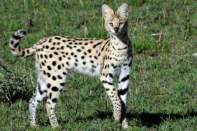 mengapa-‘motif’-kucing-ada-yang-bergaris-dan-berbintik?