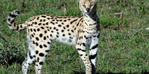 mengapa-‘motif’-kucing-ada-yang-bergaris-dan-berbintik?