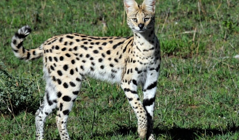 mengapa-‘motif’-kucing-ada-yang-bergaris-dan-berbintik?