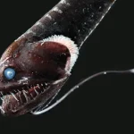 ikan-laut-dalam-ini-berevolusi-jadi-berkulit-ultra-hitam-untuk-bersembunyi
