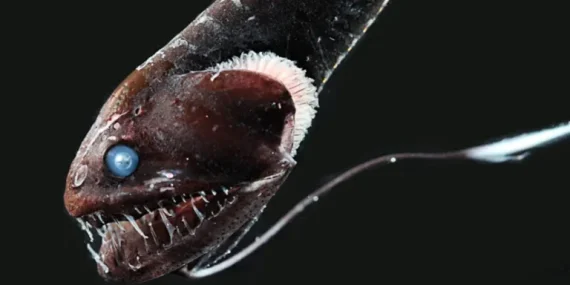 ikan-laut-dalam-ini-berevolusi-jadi-berkulit-ultra-hitam-untuk-bersembunyi