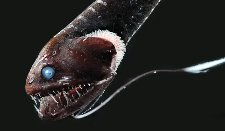 ikan-laut-dalam-ini-berevolusi-jadi-berkulit-ultra-hitam-untuk-bersembunyi