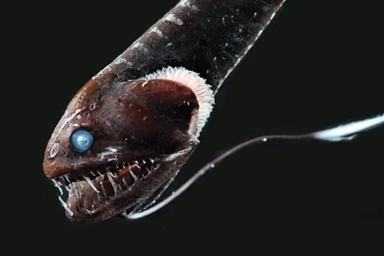 ikan-laut-dalam-ini-berevolusi-jadi-berkulit-ultra-hitam-untuk-bersembunyi