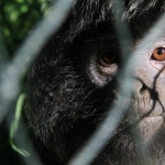 lutung-jawa-di-muara-gembong,-minim-data-dan-bertahan-di-hutan-mangrove