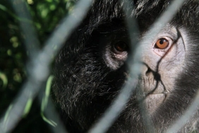 lutung-jawa-di-muara-gembong,-minim-data-dan-bertahan-di-hutan-mangrove