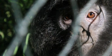 lutung-jawa-di-muara-gembong,-minim-data-dan-bertahan-di-hutan-mangrove