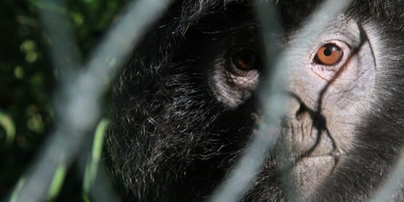 lutung-jawa-di-muara-gembong,-minim-data-dan-bertahan-di-hutan-mangrove