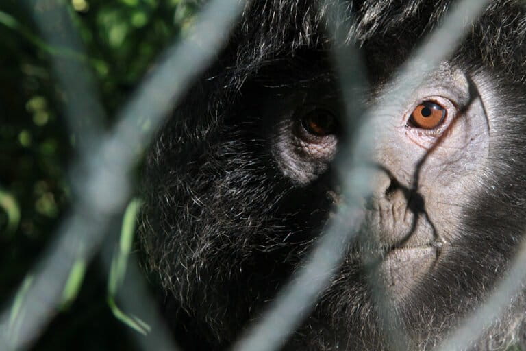 lutung-jawa-di-muara-gembong,-minim-data-dan-bertahan-di-hutan-mangrove