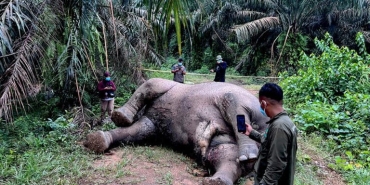 gajah-sumatera-jantan-ditemukan-mati-di-aceh-tamiang