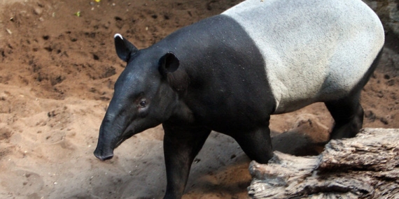 tapir,-satwa-terancam-punah-yang-terabaikan