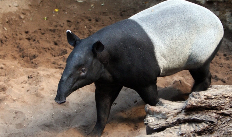 tapir,-satwa-terancam-punah-yang-terabaikan