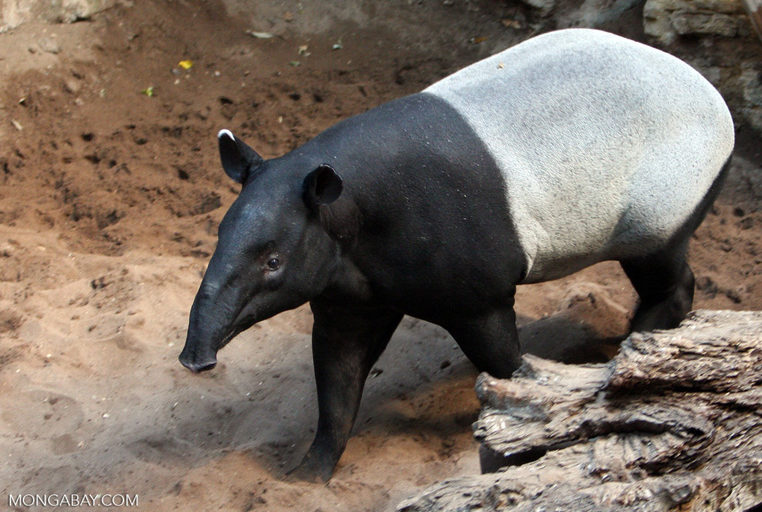tapir,-satwa-terancam-punah-yang-terabaikan