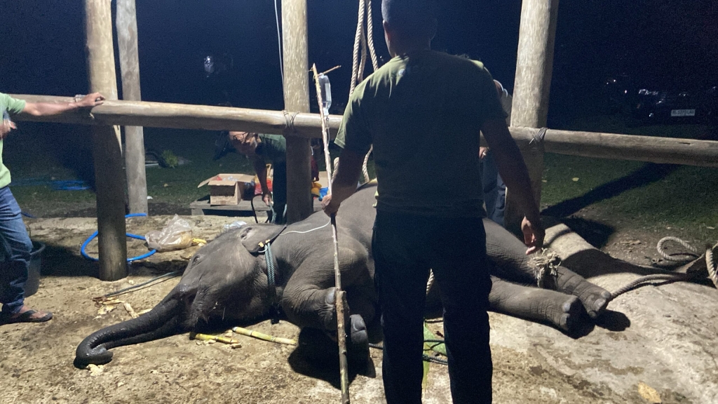 kematian-gajah-yuna,-bksda-aceh-perkuat-deteksi-dini-serangan-virus
