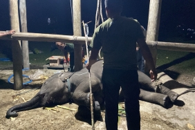 kematian-gajah-yuna,-bksda-aceh-perkuat-deteksi-dini-serangan-virus