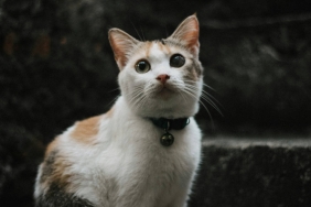 kisah-kucing-yang-mencari-keadilan,-cerita-rakyat-dari-sulawesi-selatan