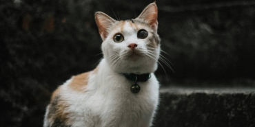kisah-kucing-yang-mencari-keadilan,-cerita-rakyat-dari-sulawesi-selatan
