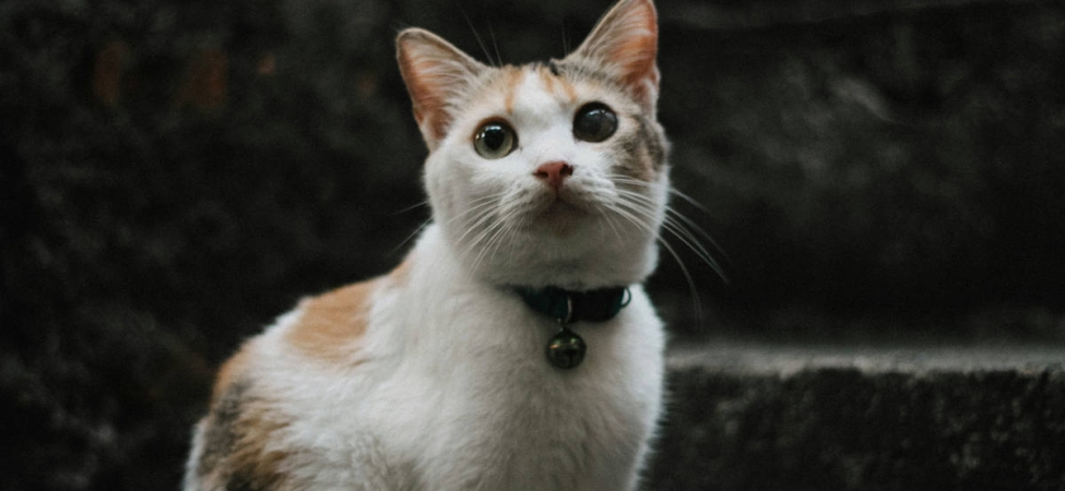kisah-kucing-yang-mencari-keadilan,-cerita-rakyat-dari-sulawesi-selatan