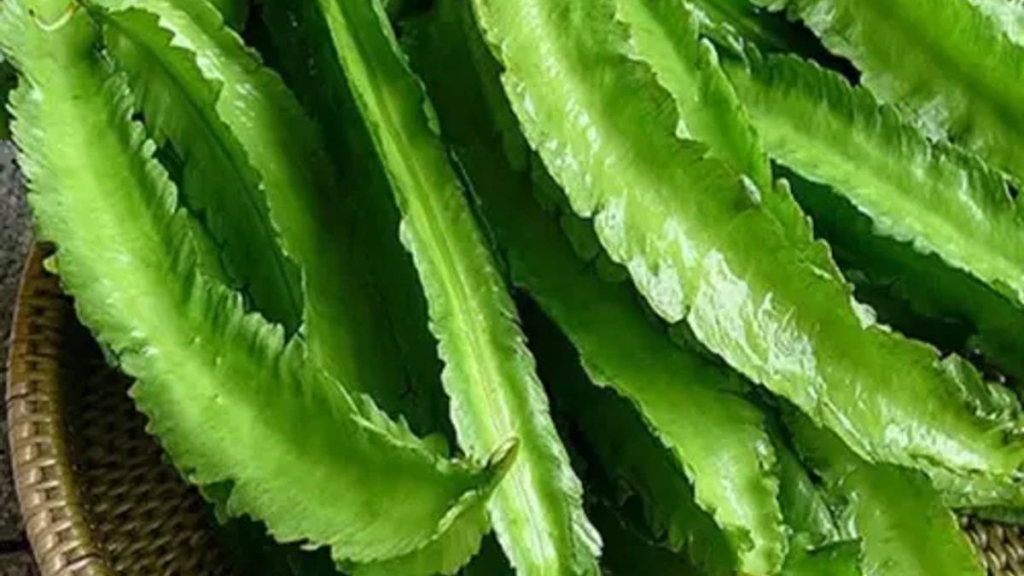 kecipir-yang-banyak-tumbuh-di-pekarangan,-ternyata-bisa-jadi-pakan-ikan-tinggi-protein