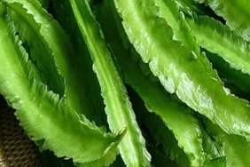 kecipir-yang-banyak-tumbuh-di-pekarangan,-ternyata-bisa-jadi-pakan-ikan-tinggi-protein